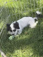 Cisco, a male Shihpoo for sale in Stratton, CO – 4 of 10