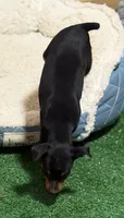 Gus, a male Miniature Pinscher for sale in Stratton, CO – 3 of 9