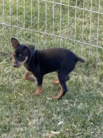 Glenny, a male Miniature Pinscher for sale in Stratton, CO – Photo 6 of 6