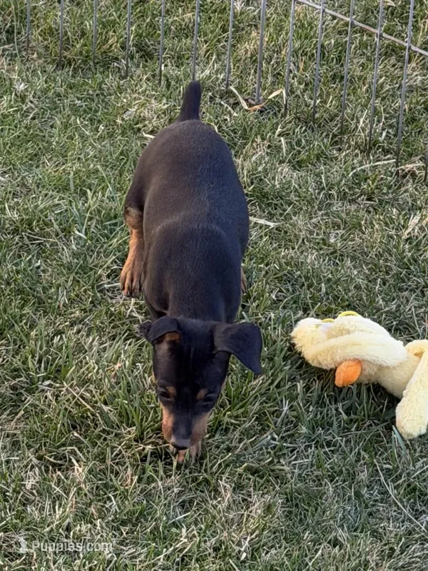 Glenny – Miniature Pinscher puppy for sale in Stratton, CO