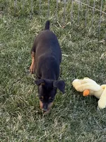 Glenny, a male Miniature Pinscher for sale in Stratton, CO – Photo 1 of 6
