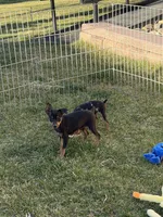 Glenny, a male Miniature Pinscher for sale in Stratton, CO – Photo 5 of 6