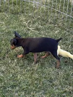 Glenny, a male Miniature Pinscher for sale in Stratton, CO – Photo 2 of 6