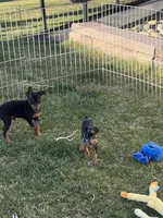 Glenny, a male Miniature Pinscher for sale in Stratton, CO – Photo 4 of 6