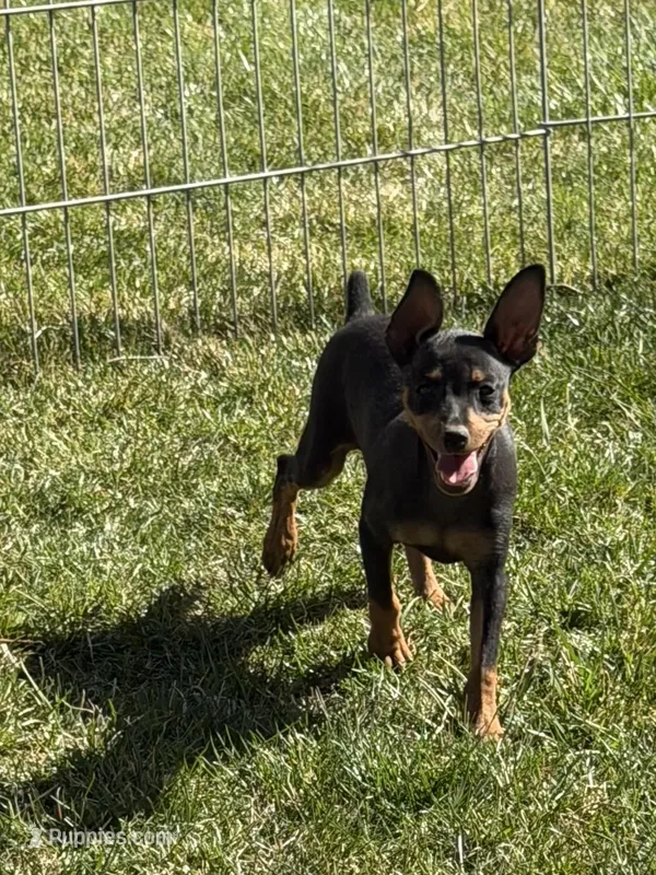 Glenny – Miniature Pinscher puppy on hold in Stratton, CO