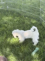 Fancy, a female Shihpoo for sale in Stratton, CO – 7 of 7