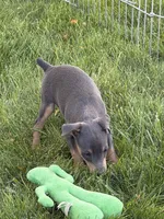 Taffy, a female Miniature Pinscher for sale in Stratton, CO – 4 of 5