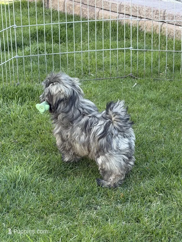 Penny – Shihpoo puppy for sale in Stratton, CO