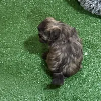 Penny, a female Shihpoo for sale in Stratton, CO – Photo 5 of 7