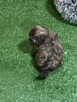 Penny, a female Shihpoo for sale in Stratton, CO – Photo 5 of 7