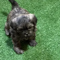 Penny, a female Shihpoo for sale in Stratton, CO – Photo 1 of 7
