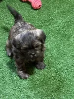 Penny, a female Shihpoo for sale in Stratton, CO – Photo 1 of 7