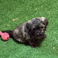 Penny, a female Shihpoo for sale in Stratton, CO – Photo 6 of 7