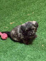 Penny, a female Shihpoo for sale in Stratton, CO – Photo 6 of 7