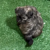 Penny, a female Shihpoo for sale in Stratton, CO – Photo 3 of 7