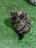 Penny, a female Shihpoo for sale in Stratton, CO – Photo 3 of 7