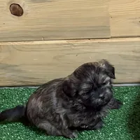 Penny, a female Shihpoo for sale in Stratton, CO – Photo 2 of 7