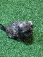 Penny, a female Shihpoo for sale in Stratton, CO – Photo 7 of 7