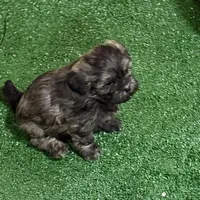 Penny, a female Shihpoo for sale in Stratton, CO – Photo 4 of 7