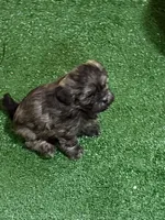 Penny, a female Shihpoo for sale in Stratton, CO – Photo 4 of 7