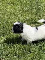 Frannie, a female Shihpoo for sale in Stratton, CO – 7 of 8