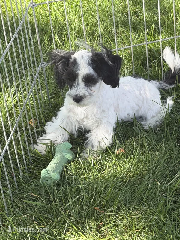 Cisco – Shihpoo puppy for sale in Stratton, CO