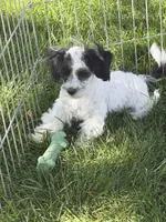Cisco, a male Shihpoo for sale in Stratton, CO – 1 of 10