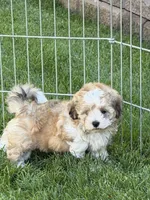 Layla, a female Shihpoo for sale in Stratton, CO – 1 of 3