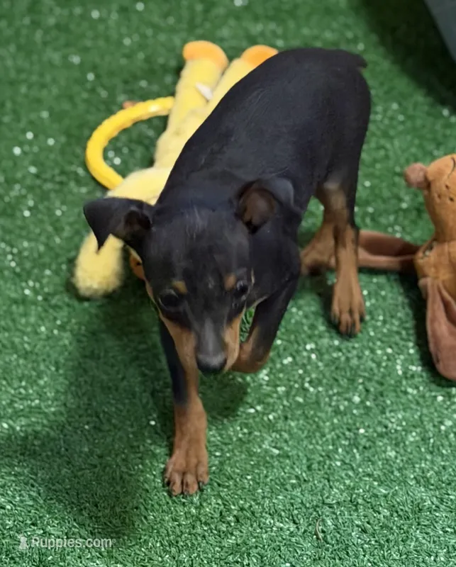 Gizmo – Miniature Pinscher puppy for sale in Stratton, CO