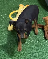 Gizmo, a male Miniature Pinscher for sale in Stratton, CO – 1 of 8