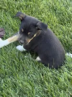 Zorro, a male Rat Terrier for sale in Stratton, CO – 3 of 6