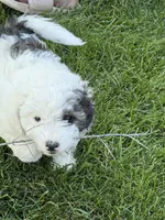 Prince, a male Poodle - Toy  for sale in Stratton, CO – 3 of 10