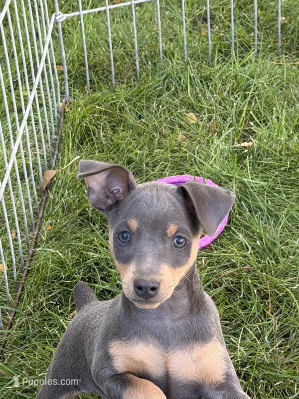Taffy – Miniature Pinscher puppy for sale in Stratton, CO