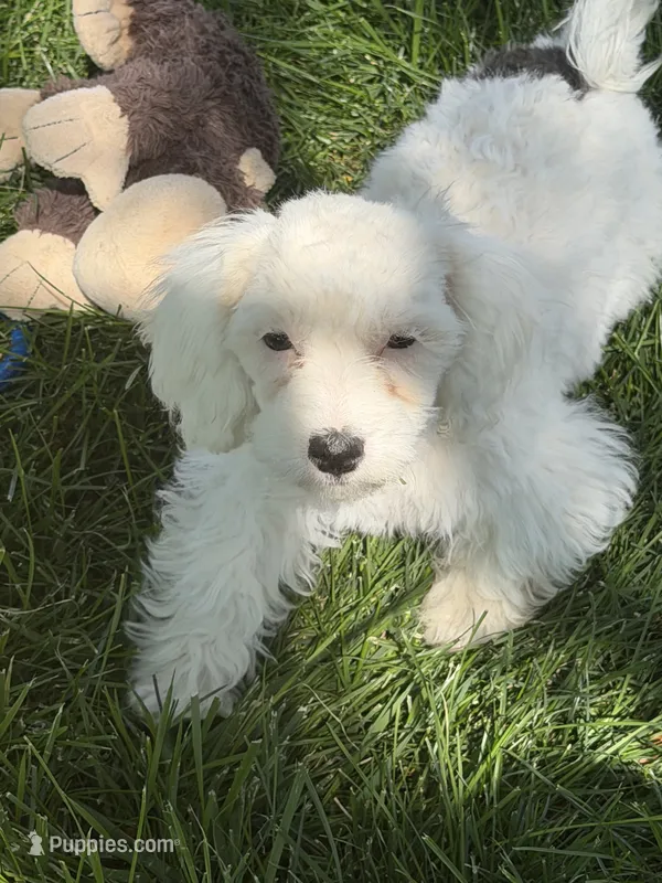 Francie – Shihpoo puppy for sale in Stratton, CO