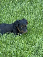 Mia, a female Yorkipoo for sale in Stratton, CO – 2 of 4