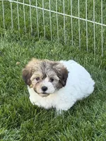 Lily, a female Shihpoo for sale in Stratton, CO – 3 of 5