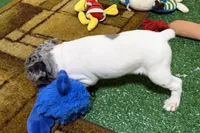 Gizmo, a male Rat Terrier for sale in Stratton, CO – Photo 4 of 9