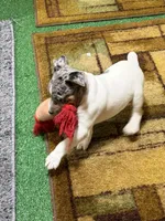 Gizmo, a male Rat Terrier for sale in Stratton, CO – Photo 5 of 9