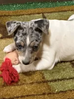 Gizmo, a male Rat Terrier for sale in Stratton, CO – Photo 1 of 9