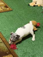 Gizmo, a male Rat Terrier for sale in Stratton, CO – Photo 7 of 9