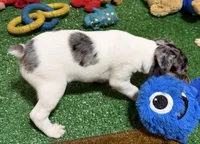 Gizmo, a male Rat Terrier for sale in Stratton, CO – Photo 3 of 9