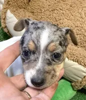 Gizmo, a male Rat Terrier for sale in Stratton, CO – Photo 9 of 9