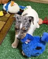 Gizmo, a male Rat Terrier for sale in Stratton, CO – Photo 2 of 9