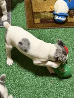 Gizmo, a male Rat Terrier for sale in Stratton, CO – Photo 8 of 9