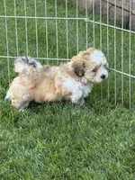 Lexi, a female Shihpoo for sale in Stratton, CO – 3 of 6