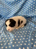 Ozzy, a male Shihpoo for sale in Stratton, CO – 4 of 5