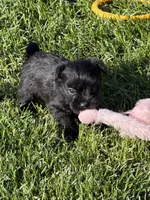 Abby, a female Miniature Schnauzer for sale in Stratton, CO – 8 of 9