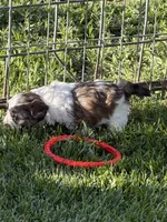 Cooper, a male Shihpoo for sale in Stratton, CO – 2 of 2