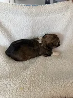 Olive, a female Shihpoo for sale in Stratton, CO – 5 of 7