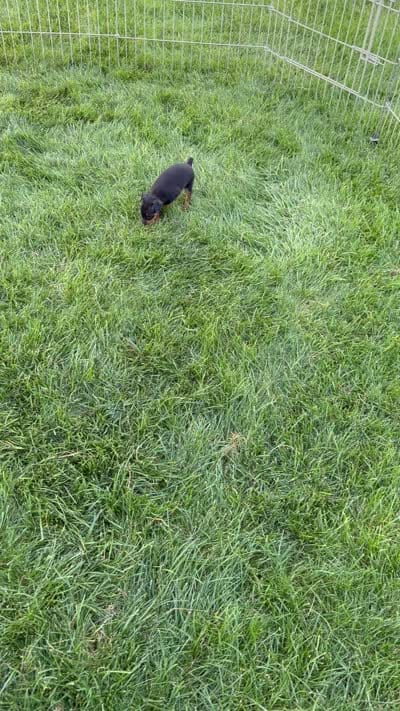 Gizmo, a male Miniature Pinscher for sale in Stratton, CO – 4 of 4